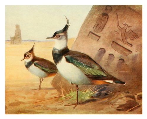 006-Avefria-Egyptian birds for the most part seen in the Nile Valley (1909)- Charles Whymper
