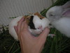 Guinea Pig and Rabbit 