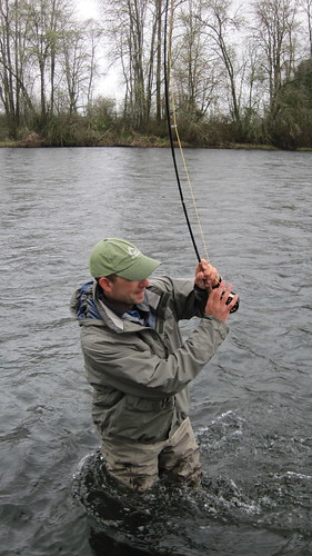 McKenzie River Wild Trout
