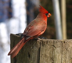 Cardinal Feeding on a Log