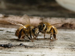 Conspiring Bees