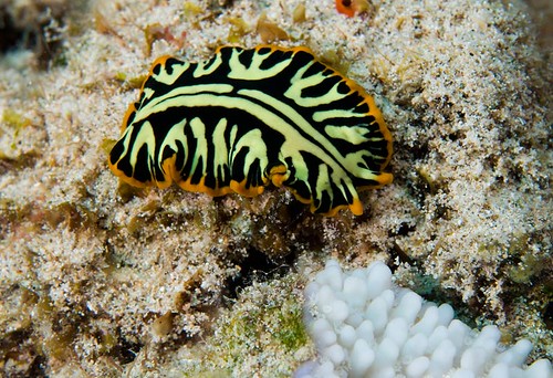 Divided or Tiger Flatworm