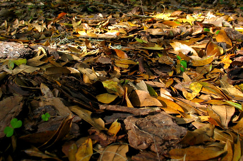 Fallen Oak Leaves Mulch