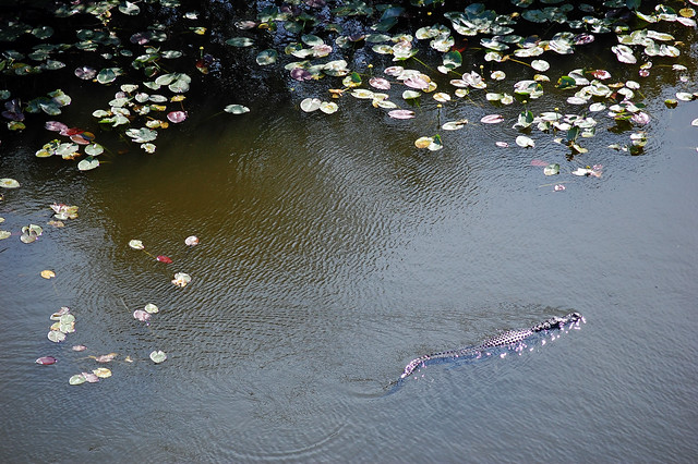 swimming gator