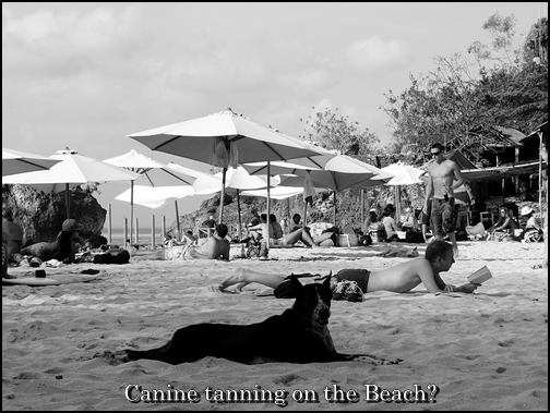 Dog tanning on Beach