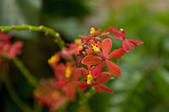 Epidendrum Ibaguense