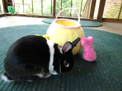 Oreo playing on Easter.