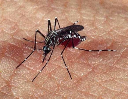 Científicos en Estados Unidos descubrieron una bacteria contra la transmisión del dengue 1