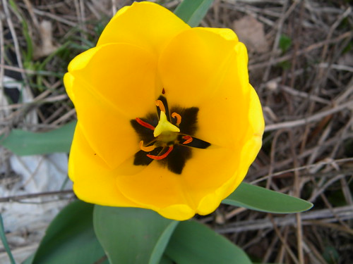 Yellow Tulip Inside