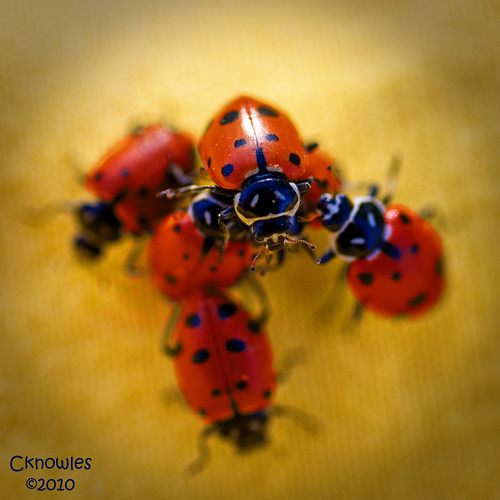 LadyBug King of the hill by The Knowles Gallery