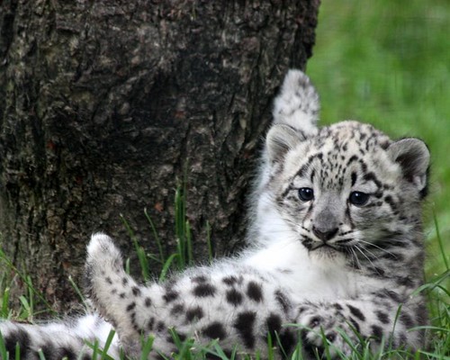 snow leopard cub in snow. Snow leopard cub