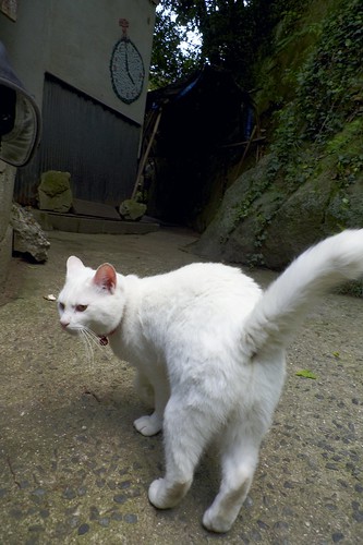 猫の細道の白猫