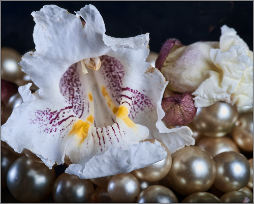 Catalpa & pearls 2 (by Silver Image)