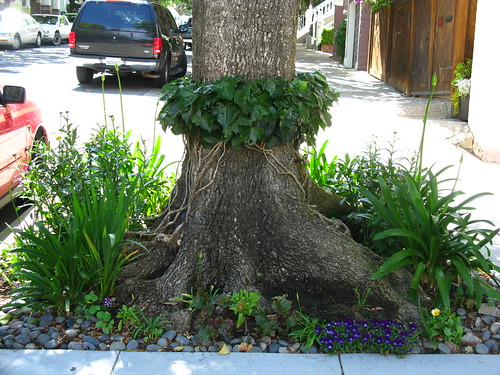A cute thing to do with...Algerian ivy. I saw this today in the Castro.