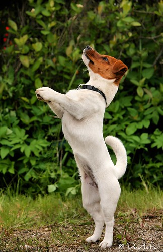 Jack Russell Terrier puppy by Devilstar.