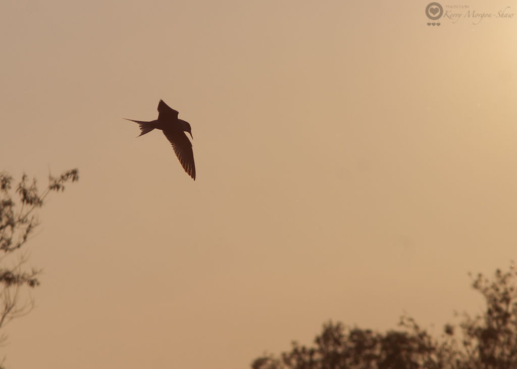 Common tern silhouette - 153/365