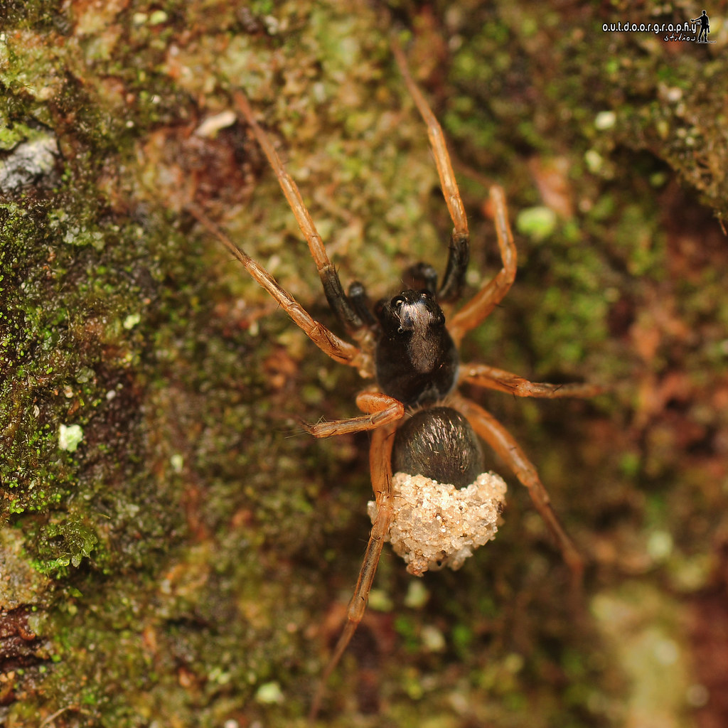 Spider with eggsack | Tupah (by Sir Mart Outdoorgraphy™)