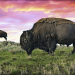 yellowstone buffalo & bison