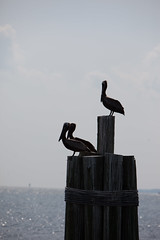 Brown Pelicans Hanging Out in Alabama