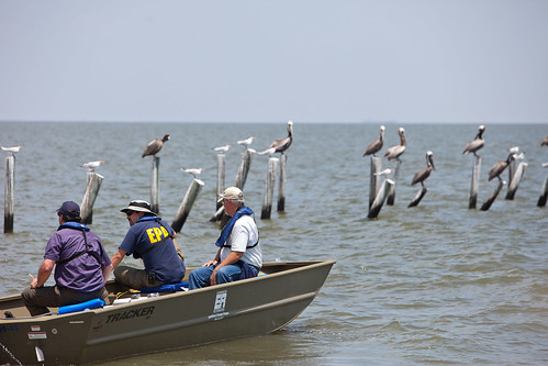 EPA Employees Observe Sea Birds in Dauphin Island