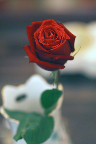 フリー画像|花/フラワー|薔薇/バラ|一厘の花|レッド/花|フリー素材|