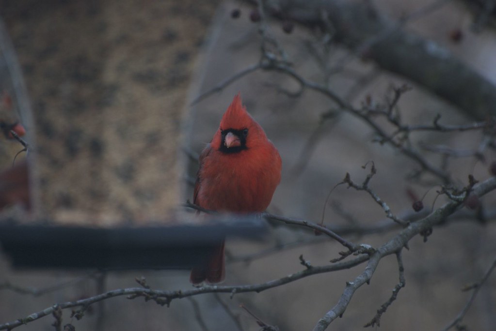 Mr. Cardinal 