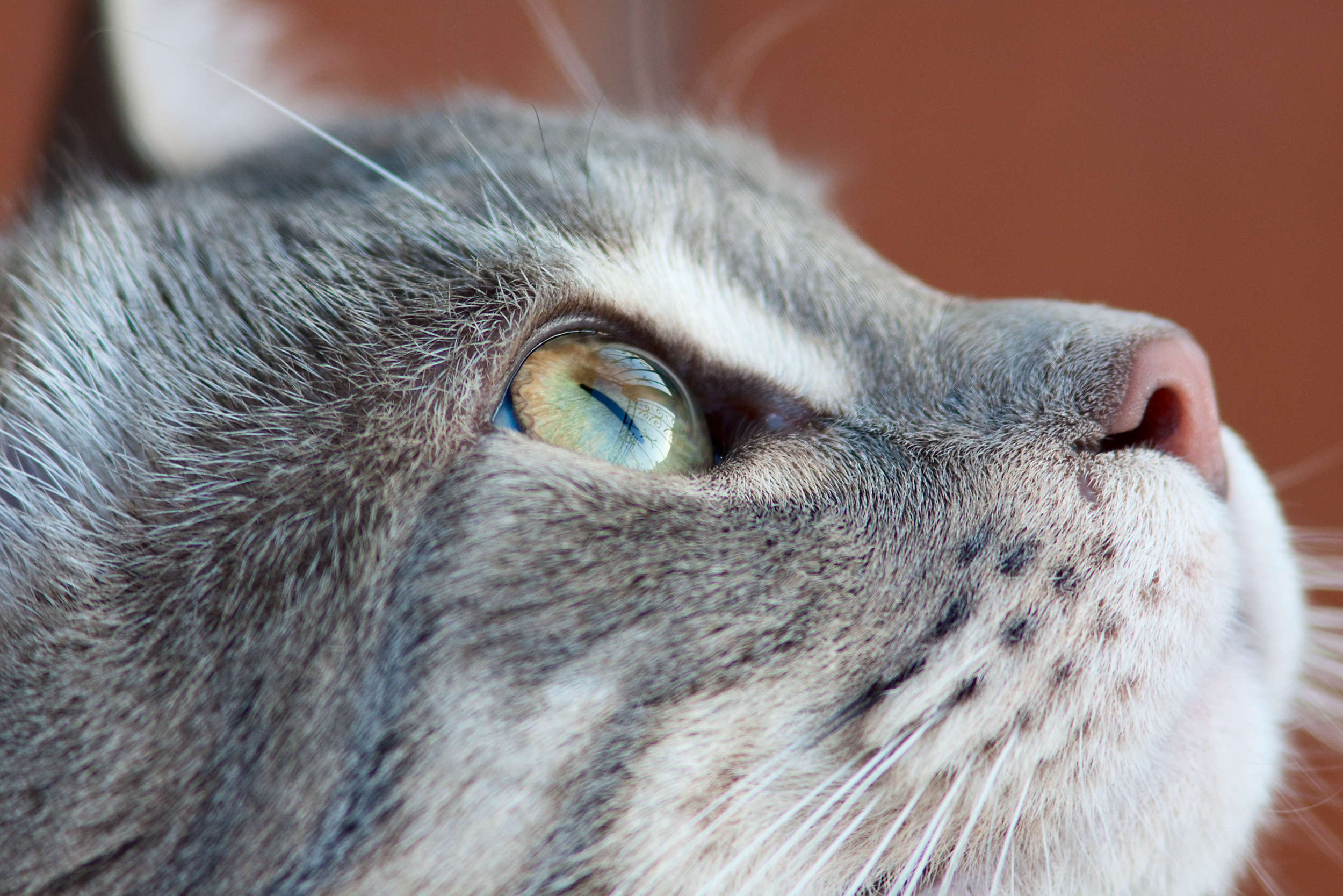 フリー画像 動物写真 哺乳類 ネコ科 猫 ネコ 見上げる フリー素材 画像素材なら 無料 フリー写真素材のフリーフォト