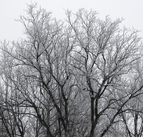 Ice Tree with Crow