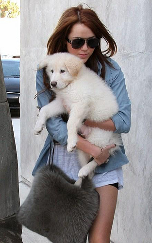 Miley-Cyrus-Puppy-Mate
