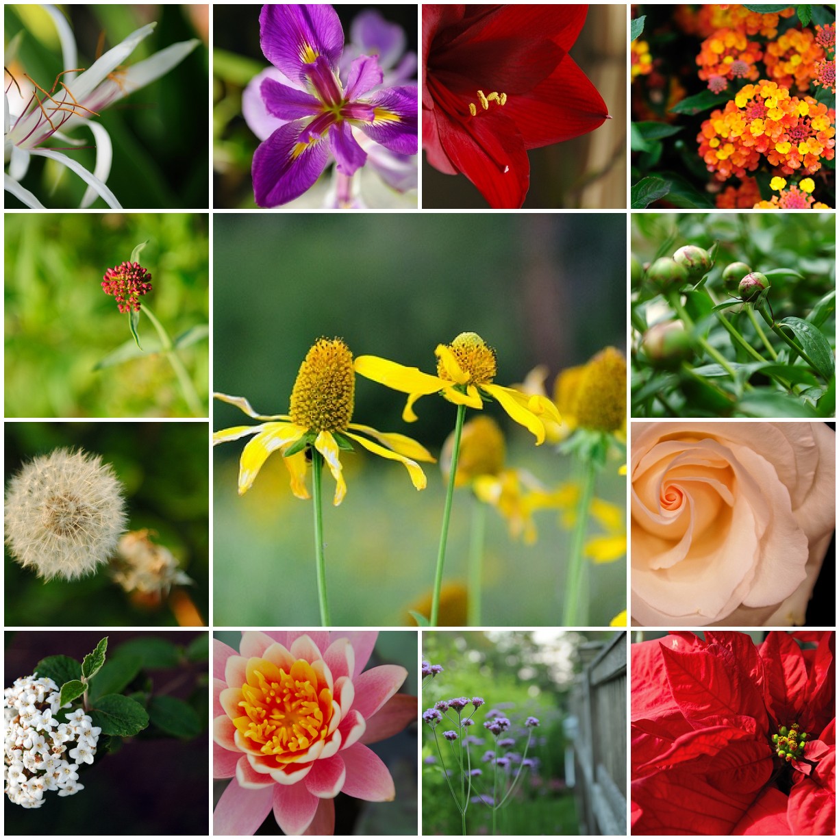 Mosaic Monday - Flower Collection