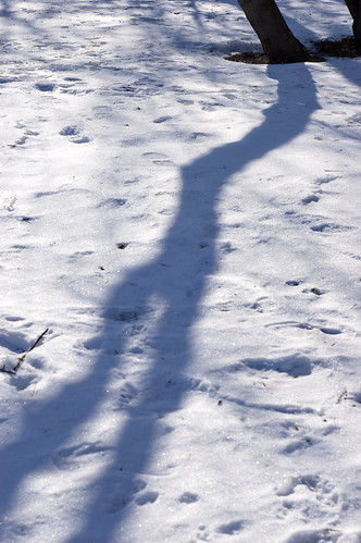 388:1000 Tree shadow on snow