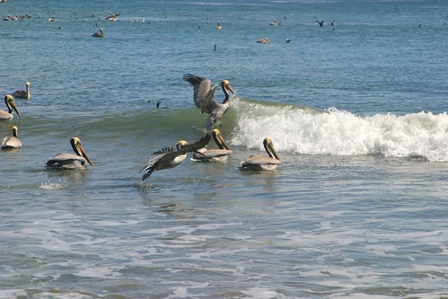 pelicans 036