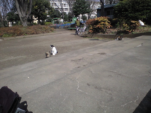 桐ヶ丘公園の猫