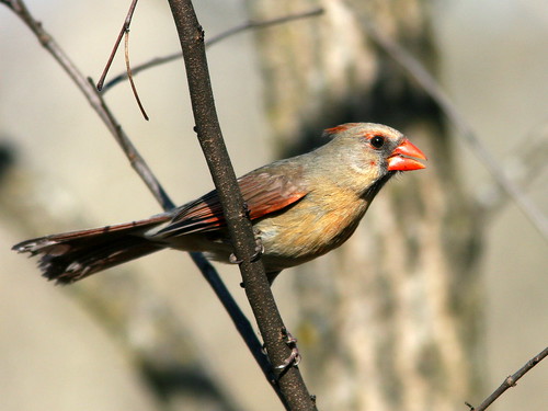 Female Northern Cardinal 20100317