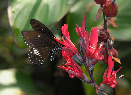 無尾白紋鳳蝶 Papilio castor formosanus