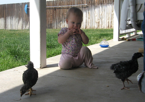 Holly likes small chickens