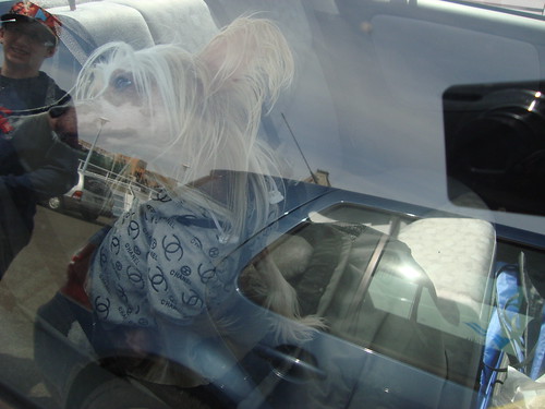 chanel puppy in a car