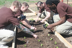 photo of four young men planting in a raised garden. 