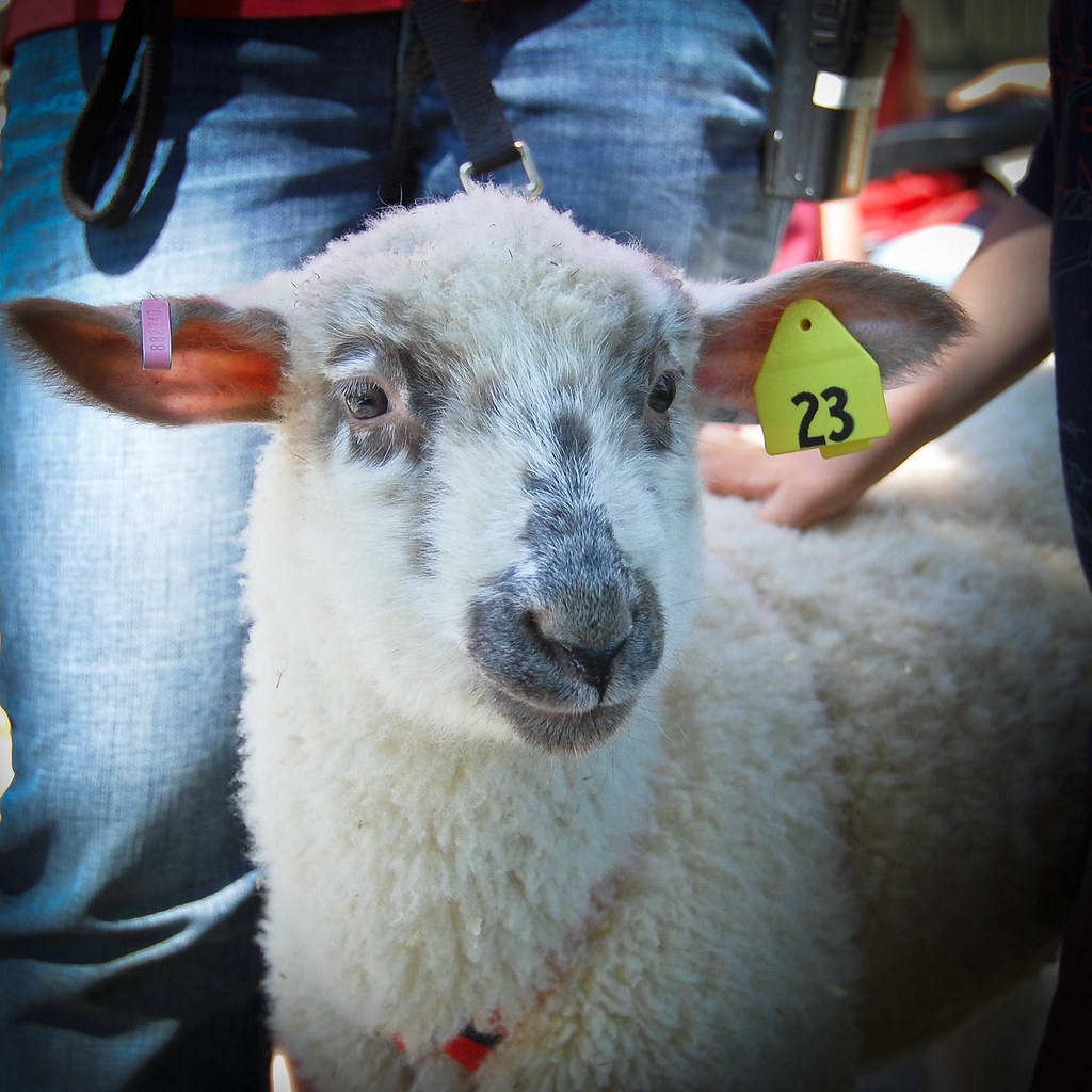 sheep shearing-30