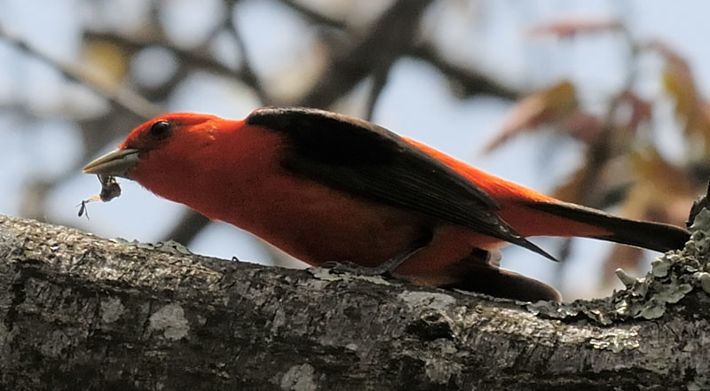 Scarlet Tanager With Bug