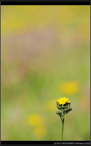 Yellow Hawkweed (Hieracium pratense)