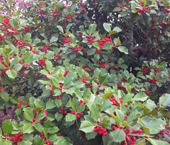 Holly berries at Holiday World