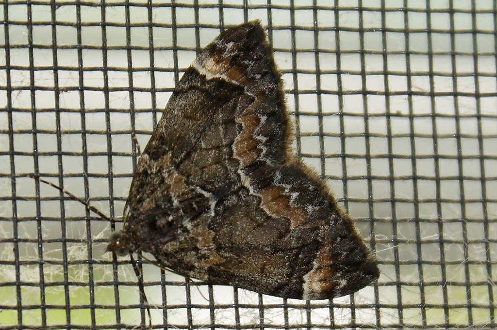 Dark Marbled Carpet Geometer Moth (3)