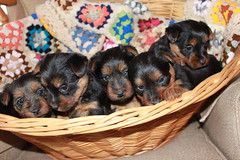 A basket of puppies!