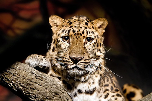  フリー画像| 動物写真| 哺乳類| ネコ科| 豹/ヒョウ|       フリー素材| 