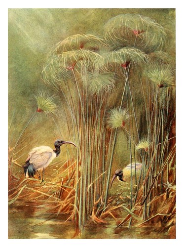 019-Ibis sagrados entre papiros-Egyptian birds for the most part seen in the Nile Valley (1909)- Charles Whymper