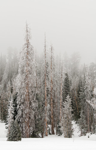 Frozen Fir Trees,Utah