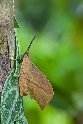 Leaf Mimic Grasshopper - male