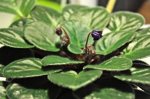 New African Violet Flowers