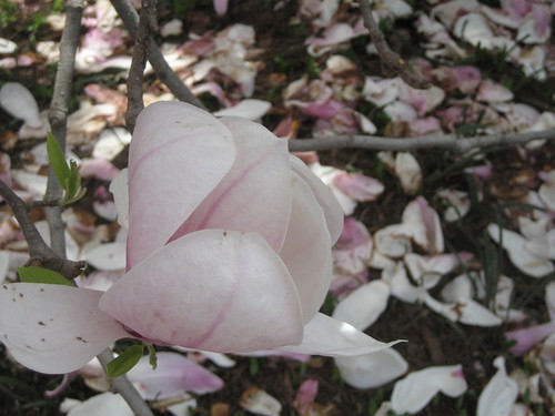 4/3/10 Smithsonia Magnolia
